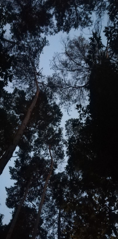 IMG_20190626_223328-404x816